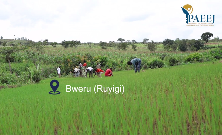 A la rencontre des jeunes exemplaires qui ont déjà remboursé la totalité du financement octroyé par le PAAEJ. Coopérative Ivuninzara, agriculture, Bweru (Ryigi)